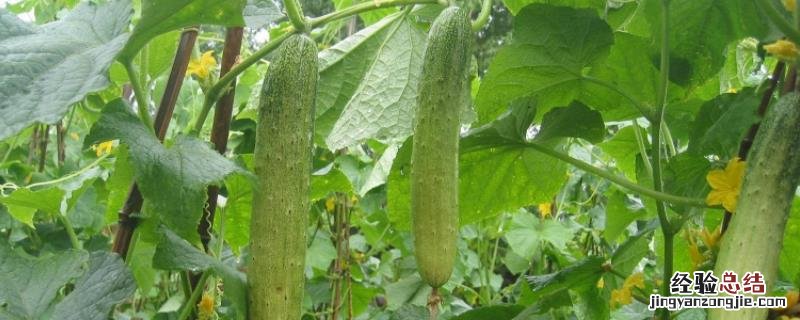 夏天成熟的农作物有哪些 夏天有哪些农作物熟了