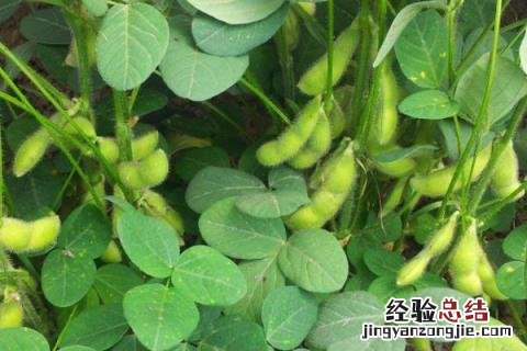 夏天成熟的农作物有哪些 夏天有哪些农作物熟了