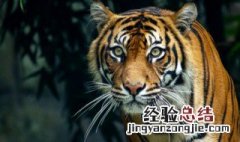虎虎生威的意思是什么生肖 虎虎生威的意思是什么
