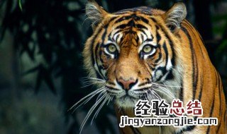 虎虎生威的意思是什么生肖 虎虎生威的意思是什么
