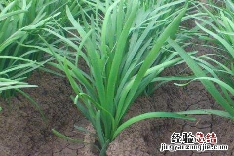 秋天种什么农作物 星露谷秋天种什么农作物