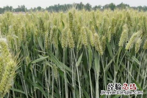 秋天种什么农作物 星露谷秋天种什么农作物