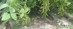 夏收作物有哪些 夏季收的农作物有哪些