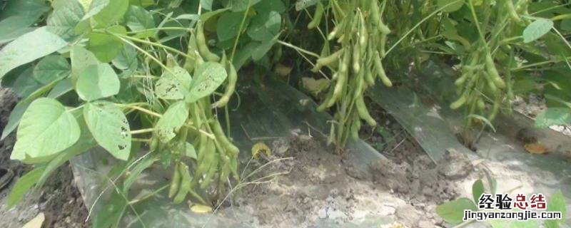 夏收作物有哪些 夏季收的农作物有哪些