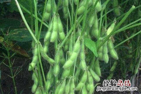 夏收作物有哪些 夏季收的农作物有哪些