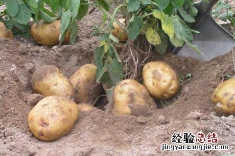 夏收作物有哪些 夏季收的农作物有哪些