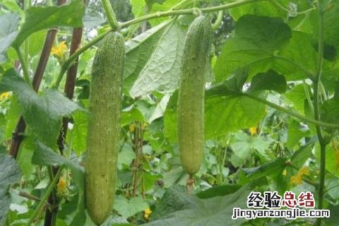 夏收作物有哪些 夏季收的农作物有哪些