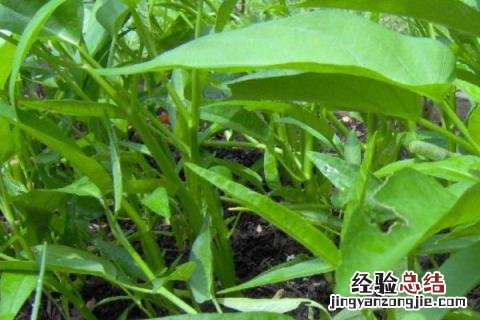 夏收作物有哪些 夏季收的农作物有哪些
