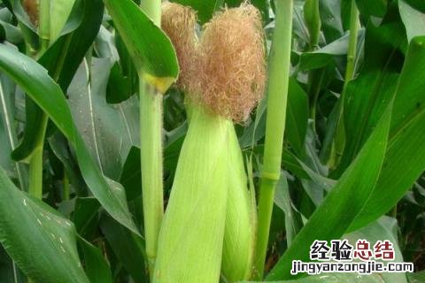 上半年种植的农作物 下半年种植什么农作物?