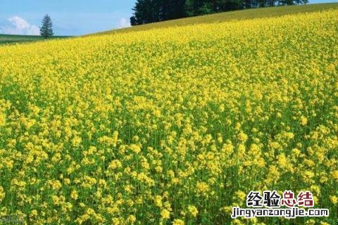 上半年种植的农作物 下半年种植什么农作物?