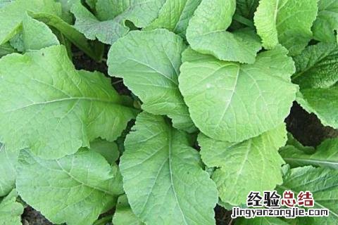 上半年种植的农作物 下半年种植什么农作物?