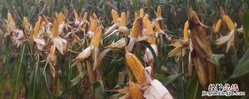 上半年种植的农作物 下半年种植什么农作物?