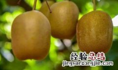 奇异果摸起来硬的,熟了吗 奇异果很硬怎么让它熟