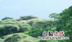 为什么热带雨林只有两个季节 为什么热带雨林只有两个季节呢