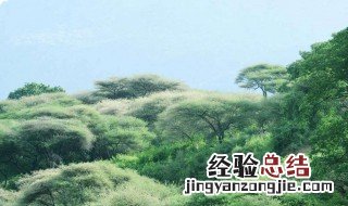为什么热带雨林只有两个季节 为什么热带雨林只有两个季节呢