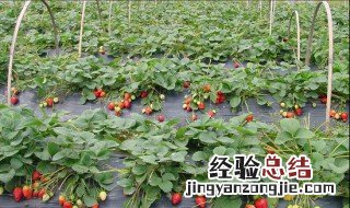 三月份牛奶草莓是反季节的吗 三月份牛奶草莓是反季节的吗