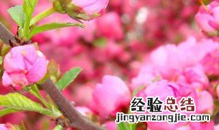 桃花和梨花是同一个季节吗