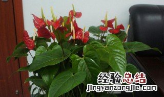 红掌不开花不长叶子 红掌不长叶子也不开花