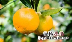 橘子树用什么肥好 施肥方法有哪些