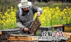怎样做才具备高级养蜂技术员 遵循如下五点