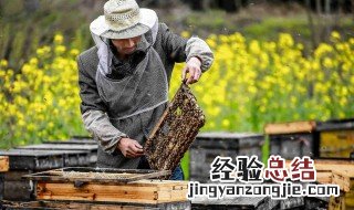 怎样做才具备高级养蜂技术员 遵循如下五点