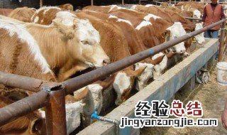 美国人怎么养殖西门塔尔牛 养殖方法介绍