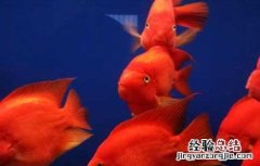 鹦鹉鱼肠炎的症状和治疗视频 鹦鹉鱼肠炎的症状和治疗