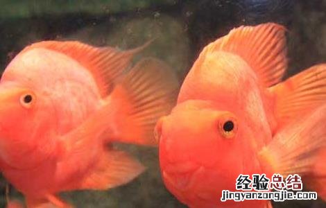 鹦鹉鱼肠炎的症状和治疗视频 鹦鹉鱼肠炎的症状和治疗