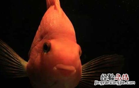 鹦鹉鱼肠炎的症状和治疗视频 鹦鹉鱼肠炎的症状和治疗