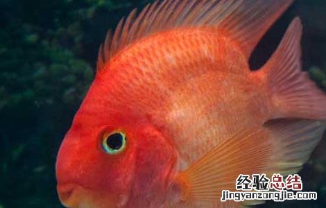 迷你鹦鹉鱼水温多少度合适 鹦鹉鱼水温多少度合适