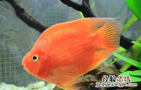 迷你鹦鹉鱼水温多少度合适 鹦鹉鱼水温多少度合适