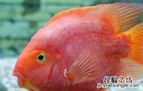 迷你鹦鹉鱼水温多少度合适 鹦鹉鱼水温多少度合适
