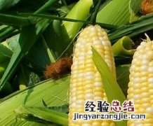 吃鲜玉米的好处和坏处 吃鲜玉米有什么好处