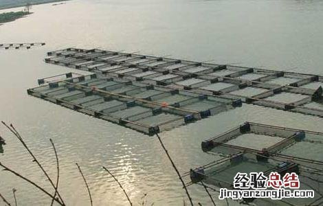 草鱼网箱养殖技术 草鱼网箱养殖技术视频教程