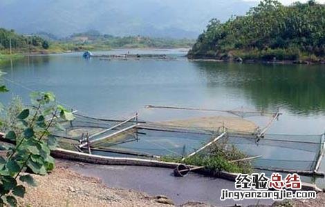 草鱼网箱养殖技术 草鱼网箱养殖技术视频教程