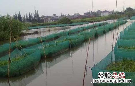 草鱼网箱养殖技术 草鱼网箱养殖技术视频教程