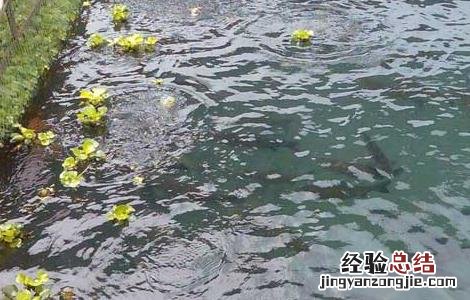 草鱼网箱养殖技术 草鱼网箱养殖技术视频教程