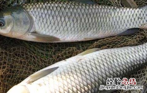 草鱼网箱养殖技术 草鱼网箱养殖技术视频教程