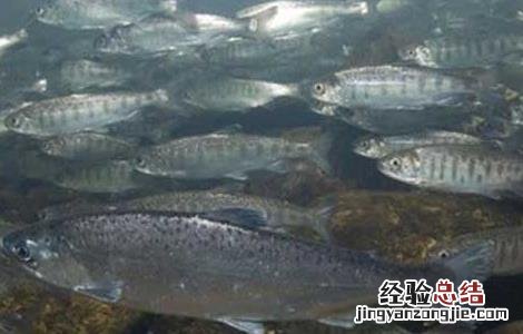 三文鱼的产地分布 三文鱼的产地分布图