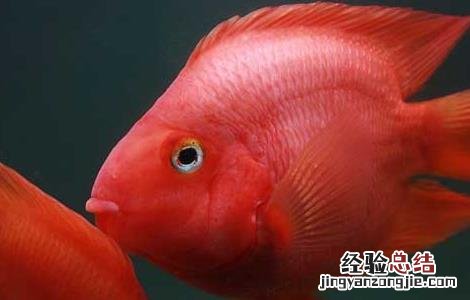 罗汉鱼和什么鱼可以混养呢 罗汉鱼和什么鱼可以混养