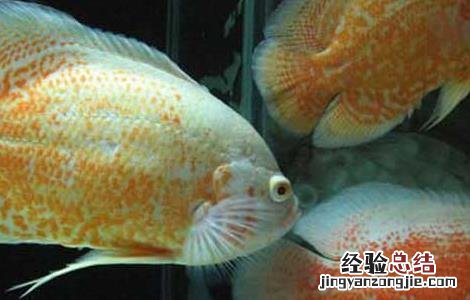 罗汉鱼和什么鱼可以混养呢 罗汉鱼和什么鱼可以混养