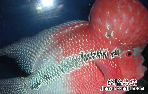 罗汉鱼和什么鱼可以混养呢 罗汉鱼和什么鱼可以混养