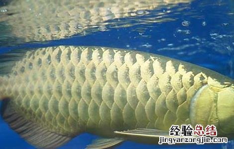 罗汉鱼和什么鱼可以混养呢 罗汉鱼和什么鱼可以混养