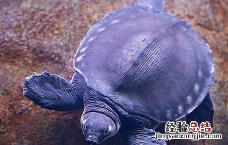 罗汉鱼和什么鱼可以混养呢 罗汉鱼和什么鱼可以混养