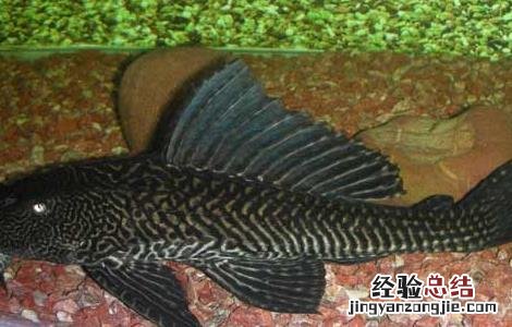 罗汉鱼和什么鱼可以混养呢 罗汉鱼和什么鱼可以混养
