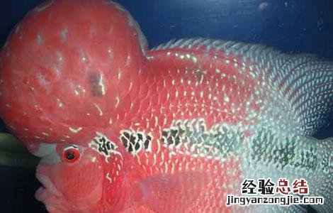 罗汉鱼肠炎的症状和治疗方法 罗汉鱼肠炎的症状和治疗方法用什么药