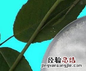 精氨酸的功效与作用 精氨酸的作用与功效