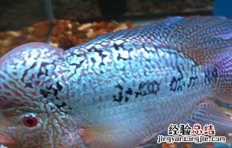罗汉鱼寿命短 罗汉鱼的寿命有多长