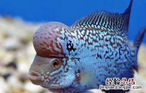 罗汉鱼寿命短 罗汉鱼的寿命有多长