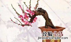 梅花开花前能换盆吗 梅花开花了还能扦插吗